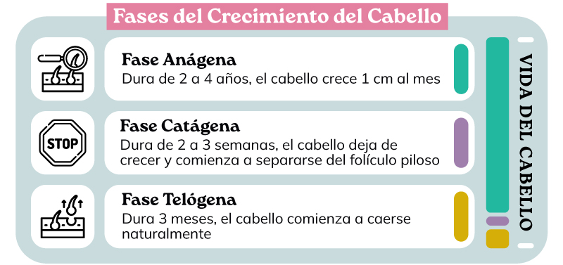 Fases del crecimiento del cabello