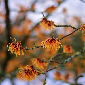 Hidrolato de Hamamelis Jabonarium - Hidrolato Cosmética Natural