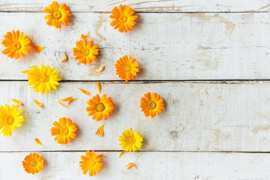 Una flor imprescindible para la hidratación en verano: la caléndula